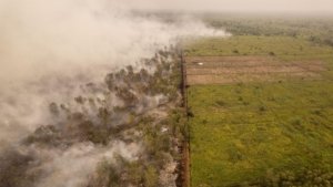 Kebakaran Hutan Lindung Gambut Londerang Jambi: Asap Tebal Membubung ke Langit
